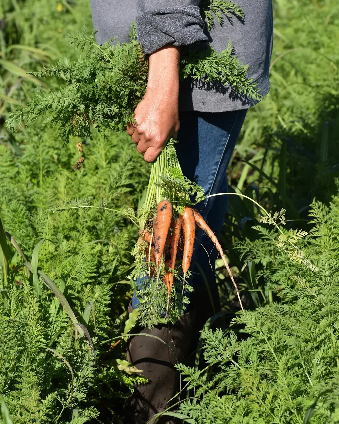 Cosecha de zanahorias orgánicas