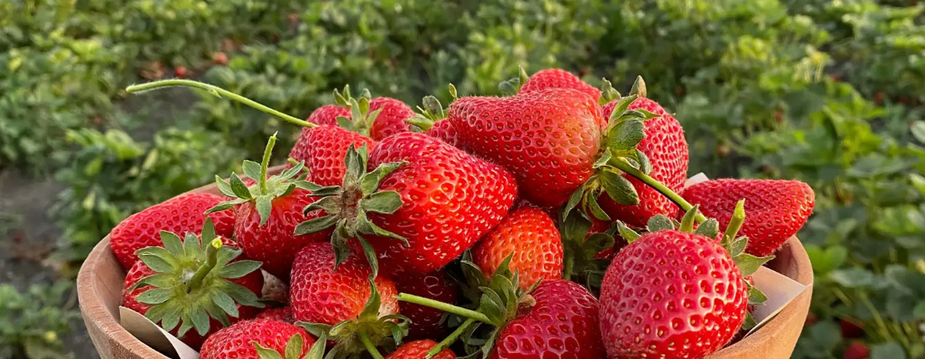 Frutillas orgánicas recién cosechadas